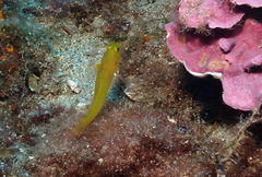 Gobius auratus