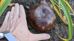 Tricholoma fracticum