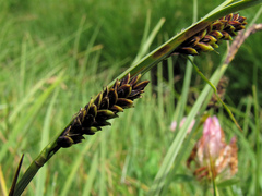 Carex flacca