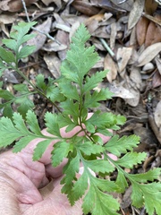 Crataegus marshallii
