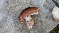Tricholoma fracticum
