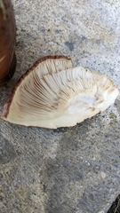 Tricholoma fracticum