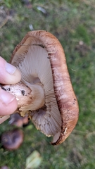 Tricholoma fracticum