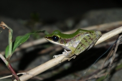 Odorrana hosii