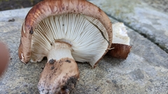 Tricholoma fracticum