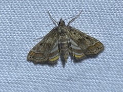 Parapoynx obscuralis