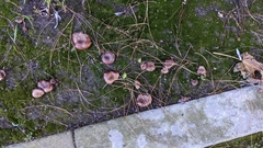 Tricholoma fracticum