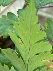 Crataegus marshallii