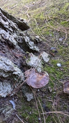 Tricholoma fracticum