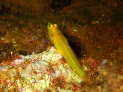 Gobius auratus