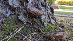 Tricholoma fracticum