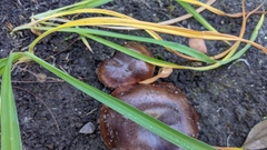 Tricholoma fracticum