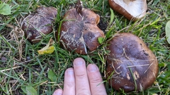 Tricholoma fracticum