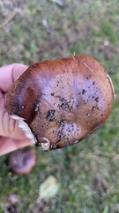 Tricholoma fracticum
