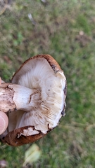Tricholoma fracticum