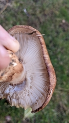 Tricholoma fracticum