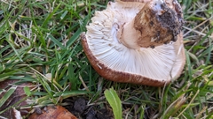 Tricholoma fracticum