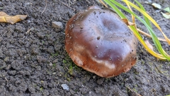 Tricholoma fracticum