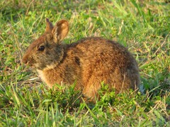 Sylvilagus palustris paludicola