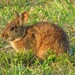 Florida Marsh Rabbit - Photo (c) Brian Ahern, some rights reserved (CC BY-NC), uploaded by Brian Ahern