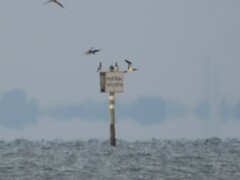 Sula leucogaster leucogaster