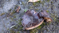 Tricholoma fracticum