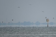 Sula leucogaster leucogaster