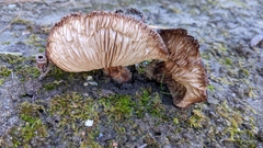 Tricholoma fracticum