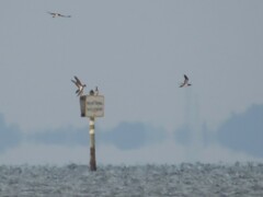 Sula leucogaster leucogaster