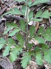 Crataegus marshallii