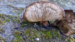 Tricholoma fracticum