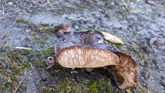 Tricholoma fracticum