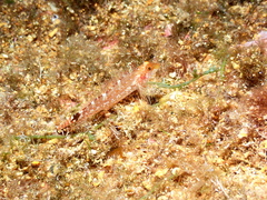 Tripterygion delaisi