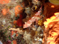 Tripterygion delaisi