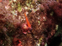 Tripterygion melanurus