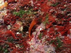 Tripterygion melanurus