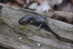 Ambystoma talpoideum