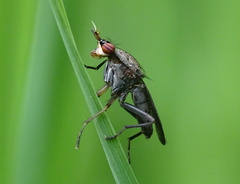 Coremacera marginata