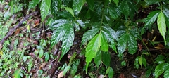 Elatostema lineolatum