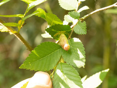 Tetraneura