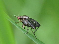 Coremacera marginata