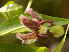 Periploca sepium