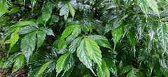 Elatostema lineolatum