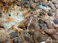 Crangon septemspinosa