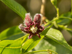 Periploca sepium