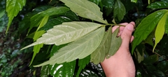 Elatostema lineolatum