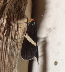 Aclytia