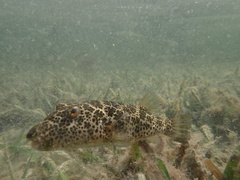 Sphoeroides testudineus