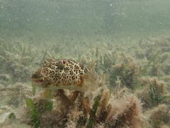 Sphoeroides testudineus