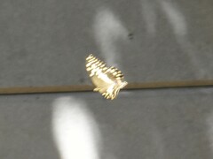 Papilio demodocus demodocus